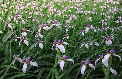 《控制》将于2026年初登陆苹果平台 触控操作游玩